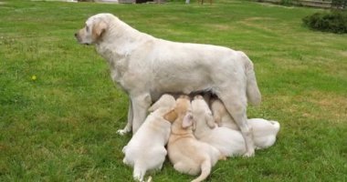 Yavru köpekleri besleyen Sarı Labrador Kaltağı, Fransa 'da Normandiya, Yavaş Hareket 4k