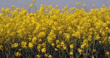 Rüzgar ve tecavüz alanı, brassica napus, Normandiya, Ağır çekim 4k