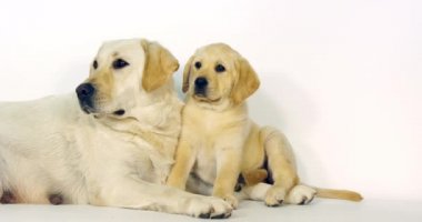 Sarı Labrador Retriever, Kaltak ve Köpek Beyaz Arkaplanda, Normandiya, Yavaş Hareket 4k