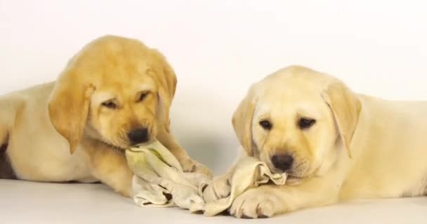 Yellow Labrador Retriever Κουτάβια Παίζοντας Μια Πετσέτα Πιάτων Λευκό Φόντο — Αρχείο Βίντεο