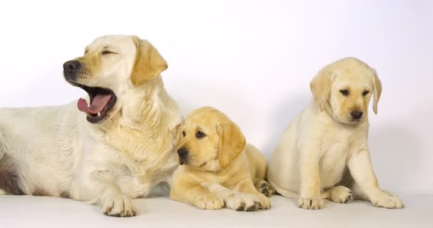 Gelber Labrador Retriever Hündin Und Welpen Auf Weißem Hintergrund Gähnen — Stockvideo