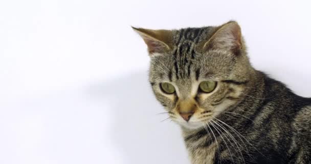 Brown Tabby Domestic Cat Retrato Uma Buceta Fundo Branco Movimento — Vídeo de Stock