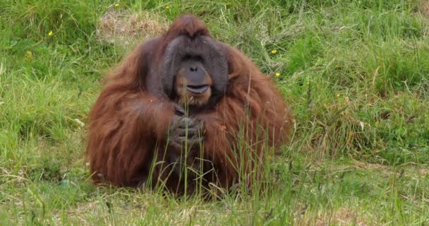 Orang Utan Pongo Pygmaeus Masculino Sentado Grama Comer Alimentos Câmera — Vídeo de Stock