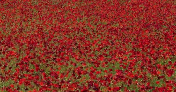 Makové Pole Papaver Rhoeas Květu Vítr Blízkosti Šibeniku Chorvatsku Zpomalení — Stock video