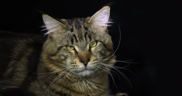 Brown Blotched Tabby Maine Coon Domestic Cat Retrato Hombre Contra — Vídeos de Stock