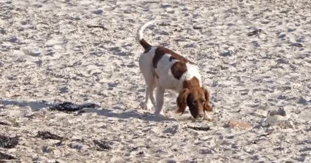 Dog Walking Sulla Spiaggia Jersey Slow Motion — Video Stock