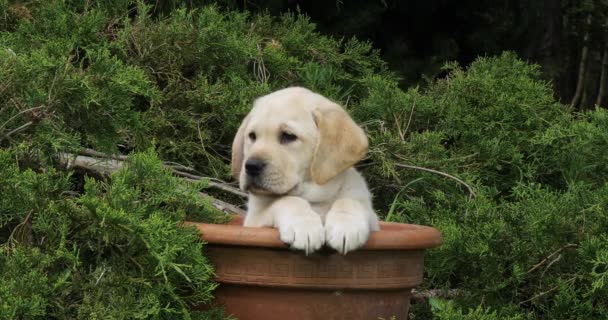 Amarillo Labrador Retriever Cachorro Jugando Una Maceta Normandía Cámara Lenta — Vídeo de stock