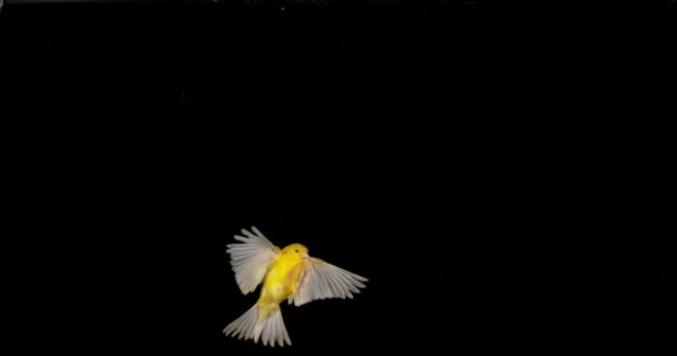 Yellow Canary Serinus Canaria Adult Flight Black Background Slow Motion — стокове відео