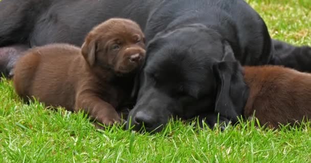 Schwarze Labrador Retriever Hündin Und Braune Welpen Auf Dem Rasen — Stockvideo
