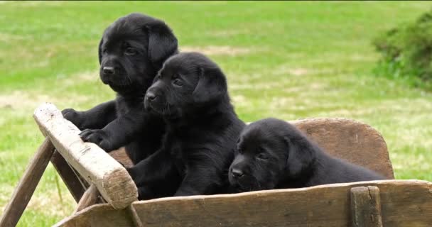 Labrador Retriever Black Puppies Wheelbarrow Normandia Franciaországban Lassú Mozgás — Stock videók