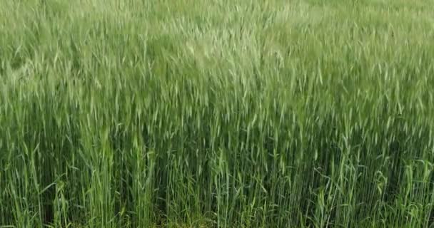 Campo Trigo Barbudo Triticum Normandía Francia Cámara Lenta — Vídeos de Stock