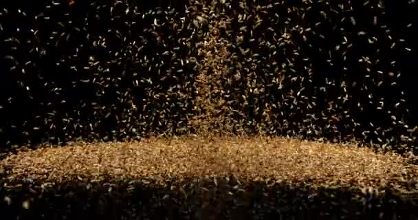 Fennel Tohumları Foeniculum Vulgare Siyah Arkaplan Karşı Düşüyor Ağır Çekim — Stok video