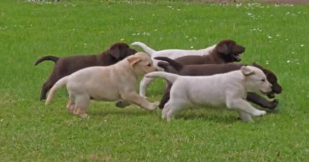 Yellow Labrador Retriever Brown Labrador Retriever Grupo Cachorros Brincando Gramado — Vídeo de Stock