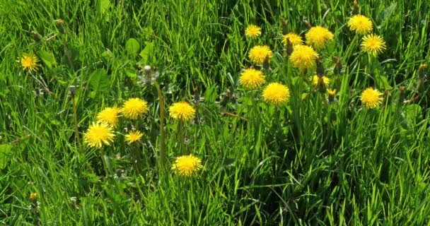 Prairie Aux Fleurs Pissenlit Taraxacum Officinale Normandie France Ralenti — Video