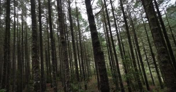 Bosque Cerca Ribeiro Frio Isla Madeira Portugal Tiempo Del Carrete — Vídeos de Stock