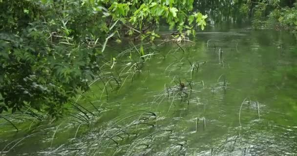 Cascata Skradins Skradinski Buk Parco Naturale Krka Vicino Sibenik Damaltia — Video Stock