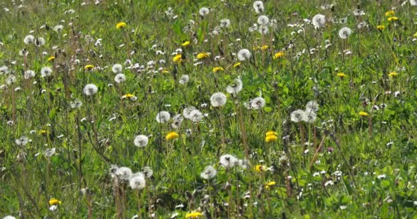 Meadow Dandelion Flowers Taraxacum Officinale Norfely France Slow Motion — стоковое видео