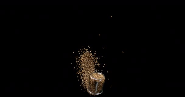 Fennel Tohumları Foeniculum Vulgare Siyah Arkaplan Crockery Ağır Çekim — Stok video