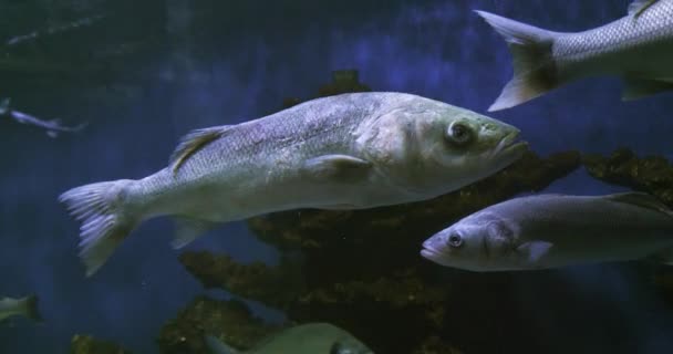 Sea Bass Dicentrarchus Labrax Group Swimming Slow Motion — стокове відео