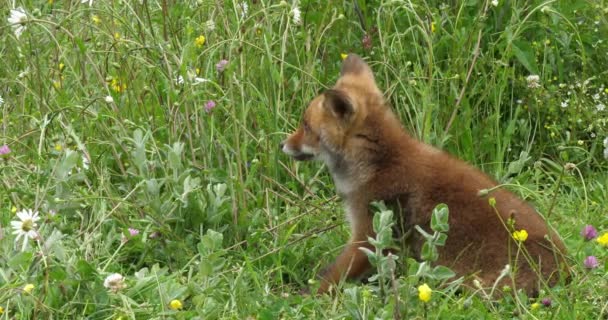 Zorro Rojo Vulpes Vulpes Cachorro Caminando Prado Con Flores Amarillas — Vídeos de Stock