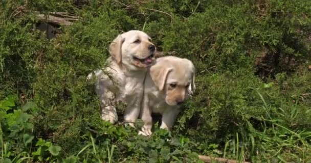 Amarelo Labrador Retriever Filhotes Vegetação Normandia Movimento Lento — Vídeo de Stock