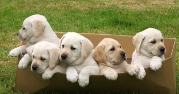 Amarillo Labrador Retriever Cachorros Jugando Una Caja Cartón Normandía Francia — Vídeo de stock