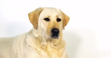 Sarı Labrador Retriever, Beyaz Arkaplanda Sürtük 'ün Portresi, Normandiya, Yavaş Hareket 4k