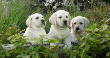 Sarı Labrador Retriever, Vegetation 'daki Yavrular, Fransa' daki Normandiya, Slow Motion 4k
