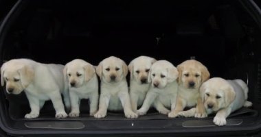 Sarı Labrador Retriever, Bir Arabanın Bagajında Yavrular, Fransa 'da Normandiya, Yavaş Hareket 4k
