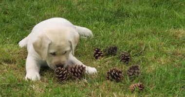 Sarı Labrador Retriever, Köpek Yavrusu Çimenlikte Çam Kozalağı ile Oynuyor, Fransa 'da Normandiya, Yavaş Hareket 4k