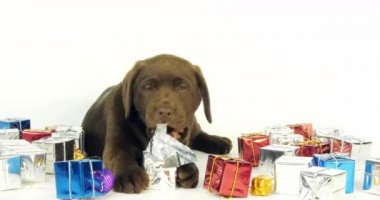 Kahverengi Labrador Retriever, Yavru Köpek ve Beyaz Arkaplanda Hediyeler, Normandiya, Yavaş Hareket 4k