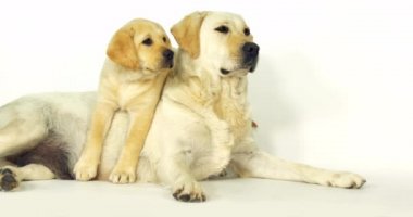 Sarı Labrador Retriever, Kaltak ve Köpek Beyaz Arkaplanda, Normandiya, Yavaş Hareket 4k