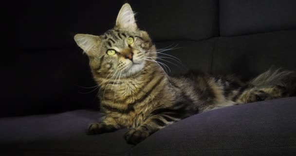 Brown Blotched Tabby Maine Coon Gato Doméstico Hombre Acostado Contra — Vídeo de stock