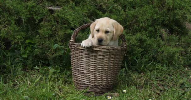 黄色のラブラドール取得 バスケットで遊ぶ子犬 ノルマンディー スローモーション4K — ストック動画