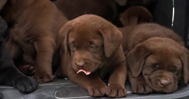 Brown Και Black Labrador Retriever Κουτάβια Στο Trunk Car Χασμουρητό — Αρχείο Βίντεο