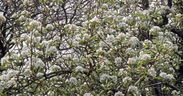 Wind Und Äste Von Apfelbäumen Blumen Normandie Frankreich Zeitlupe — Stockvideo