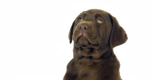 Brown Labrador Retriever, Portrait de chiot sur fond blanc, Normandie, ralenti 4K 