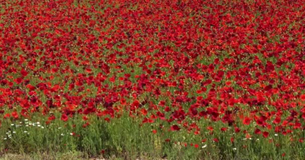 Campo Papoilas Papaver Rhoeas Flor Vento Perto Sibenik Croácia Câmera — Vídeo de Stock