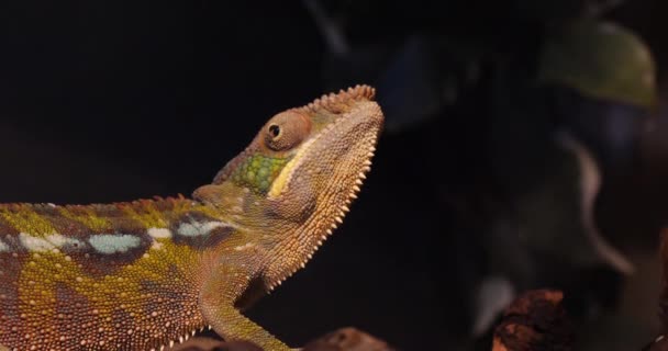 Vuxna Panther Chameleon Står Filial Madagaskar — Stockvideo