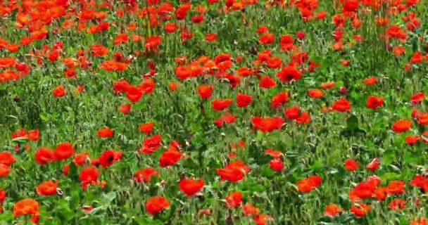 Mák Pole Papaver Rhoeas Květu Vítr Normandie Francii Zpomalení — Stock video