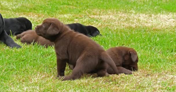 Labrador Retriever Chiots Noirs Bruns Sur Pelouse Normandie Ralenti — Video