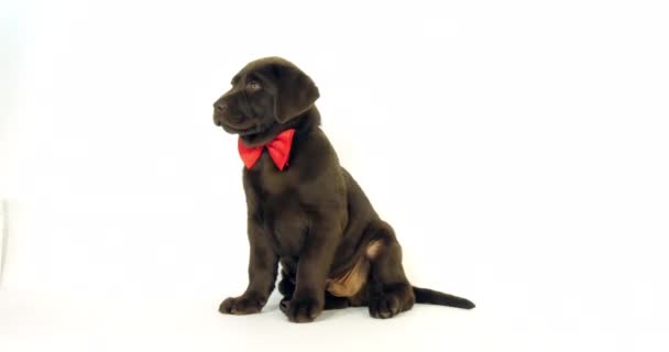 Brown Labrador Retriever Cucciolo Con Cravatta Fiocco Sfondo Bianco Normandia — Video Stock
