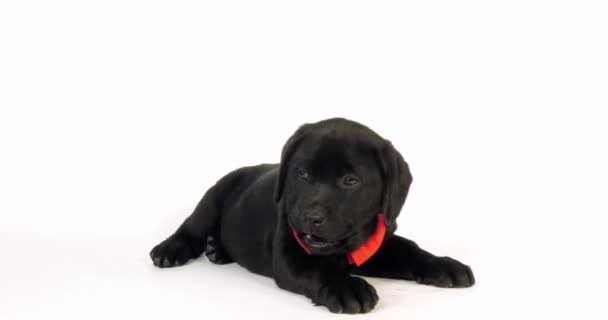 Black Labrador Retriever Puppy Wearing Bow Tie White Background Licking — Stock Video