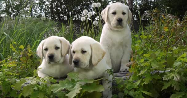 Amarillo Labrador Retriever Cachorros Vegetación Normandía Francia Slow Motion — Vídeos de Stock