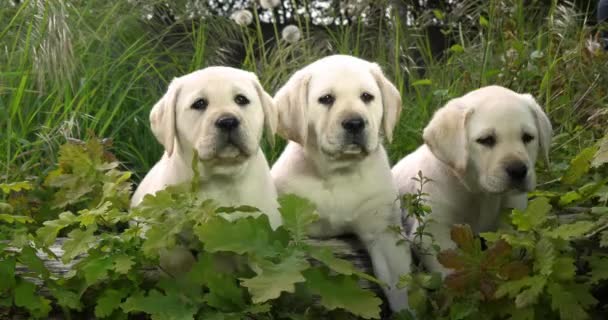 Amarillo Labrador Retriever Cachorros Vegetación Normandía Francia Slow Motion — Vídeos de Stock