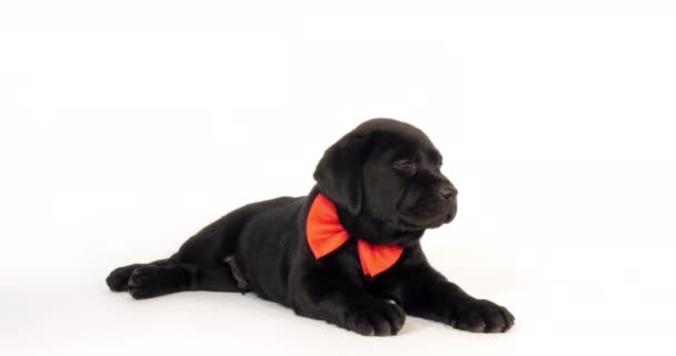 ブラックラブラドール取得 白い背景に弓タイを身に着けている子犬 ノルマンディー スローモーション4K — ストック動画