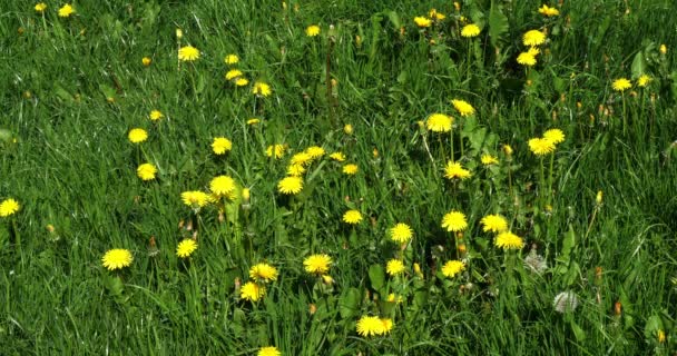 Meadow Dandelion Flowers Taraxacum Officinale Norfely France Slow Motion — стоковое видео