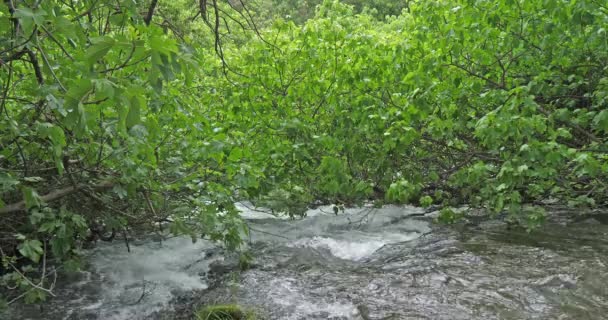Skradins Waterfall Skradinski Buk Krka Natural Park Sibenik Damaltia Croatia — Stock Video