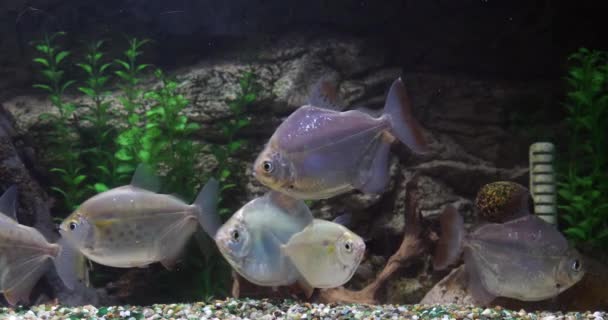 Dólar Plata Manchado Metynnis Maculatus Peces Acuario Agua Dulce Cámara — Vídeo de stock