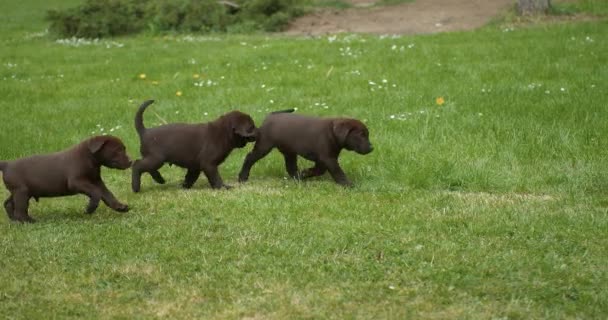 Brown Labrador Retriever Cachorros Corriendo Por Césped Normandía Francia Cámara — Vídeo de stock